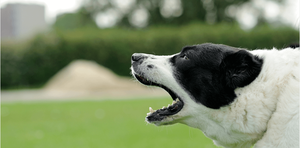 stop excessive dog barking