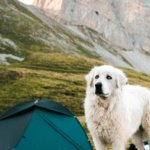 Winter Camping with Your Dog