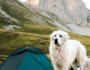 Winter Camping with Your Dog