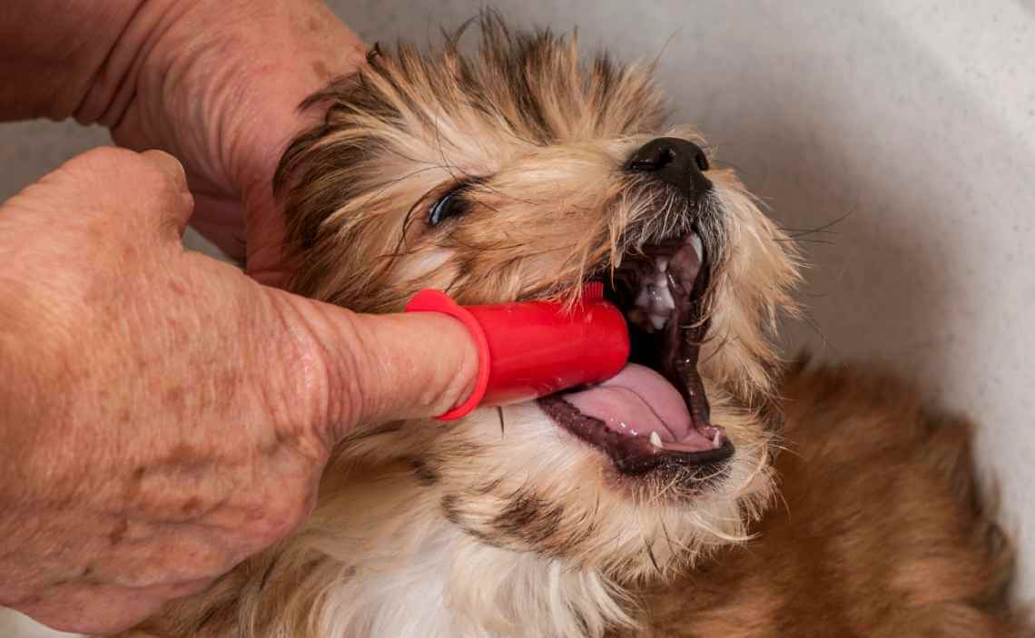 BRUSHING DOGS TEETH USING FINGER BRUSH