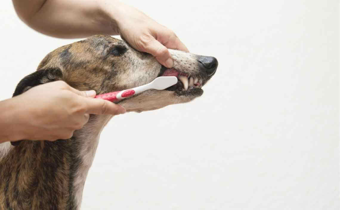 EXTRA BLOG IMAGE BRUSH DOGS TEETH