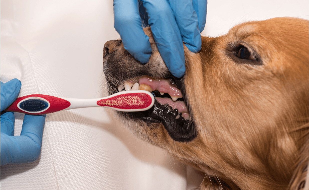 HOW TO BRUSH YOUR DOGS TEETH