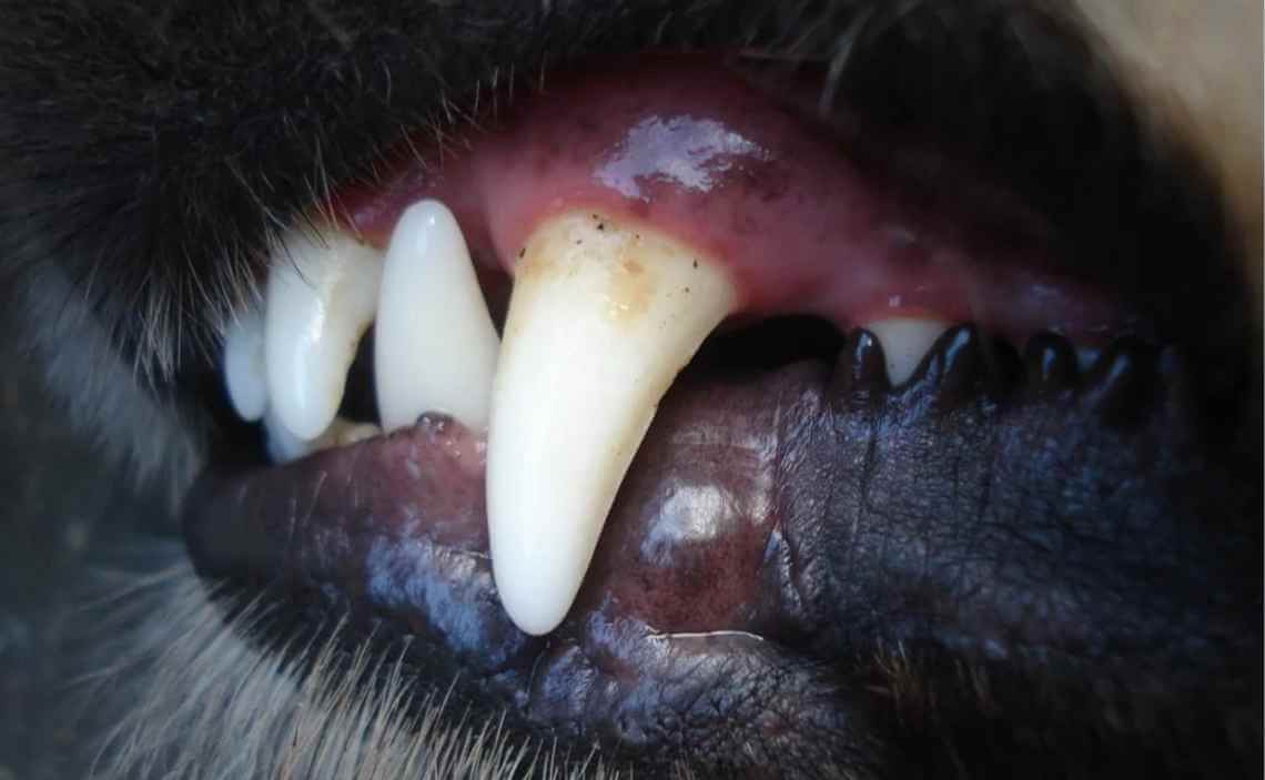 PLAQUE ON DOGS TOOTH