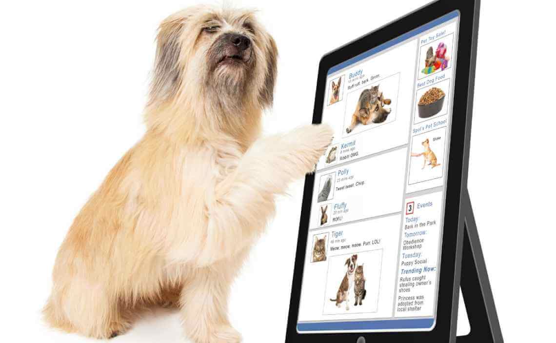 cairn terrier and tablet alexa skills