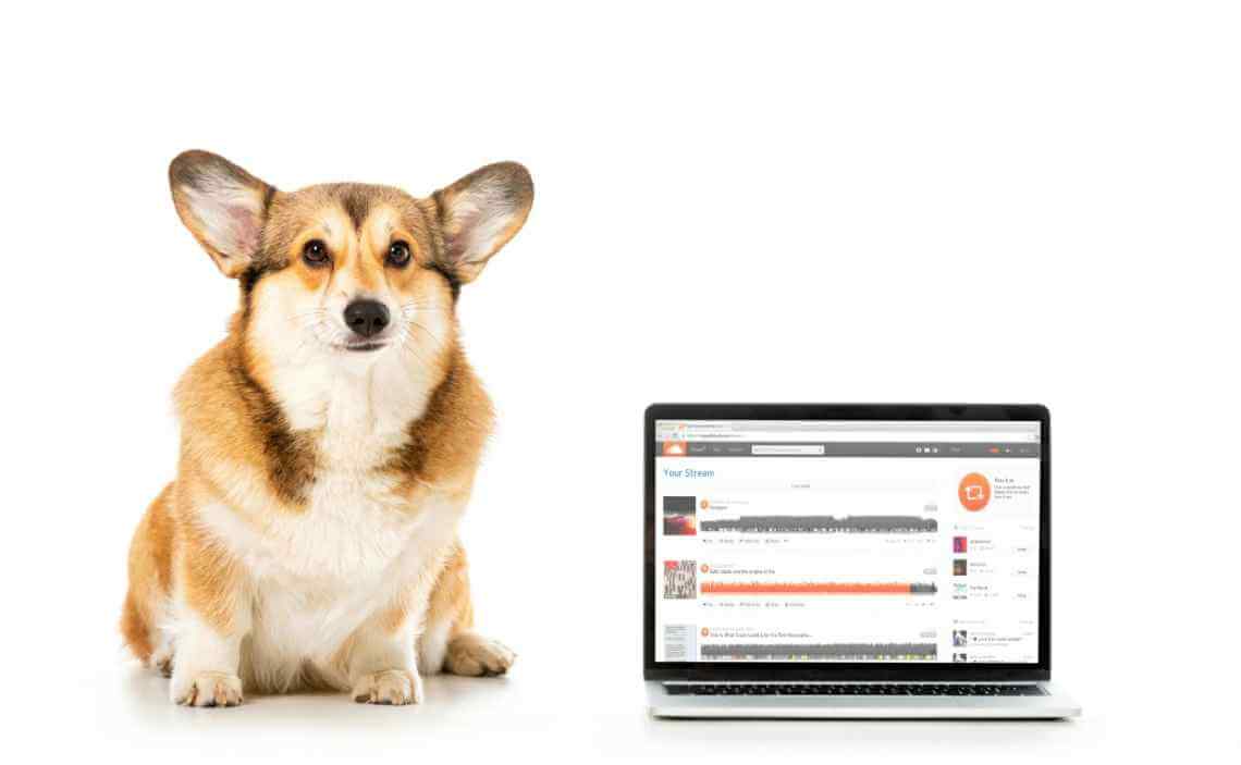 corgi and laptop alexa skills