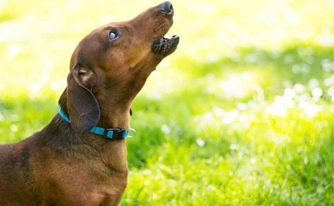 daschund dog barking in yard