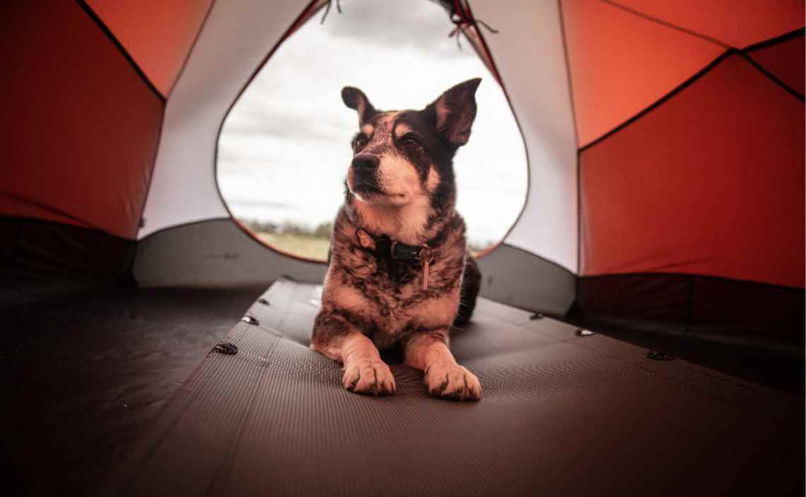 dog in tent dog winter camping