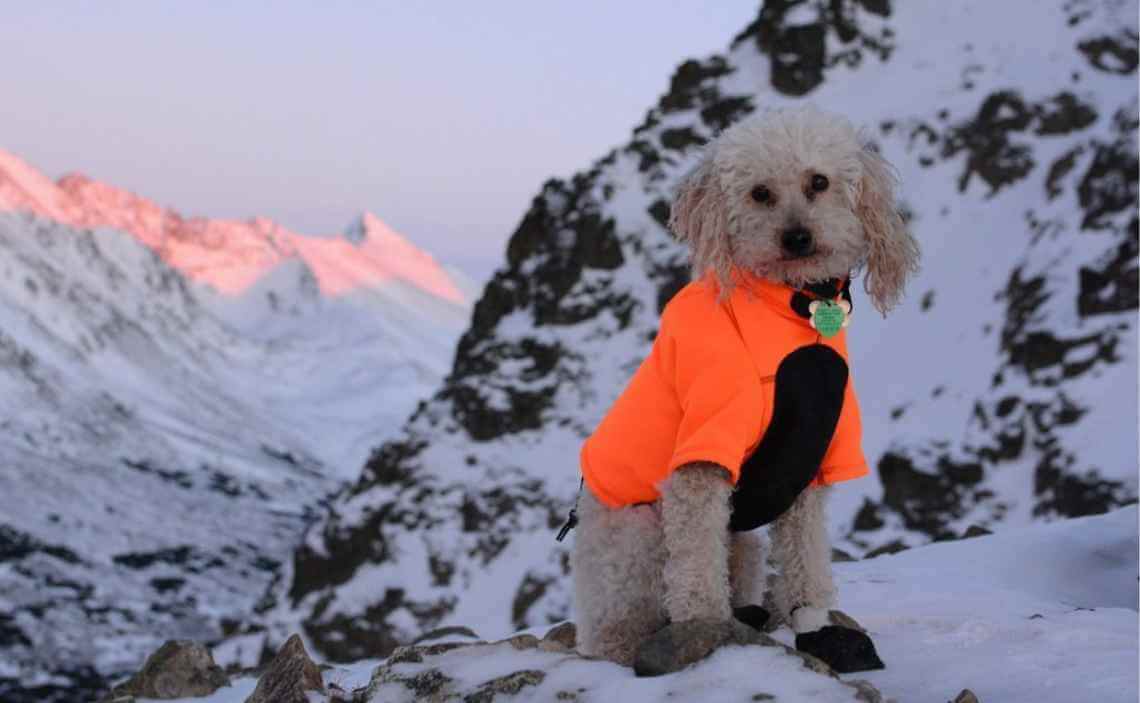 poodle dog winter camping