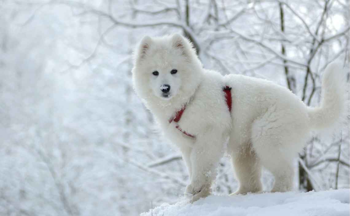 extra blog image samoyed dog winter camping