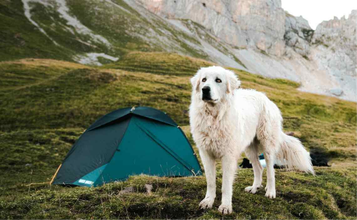 extra blog image white fluffy dog winter camping