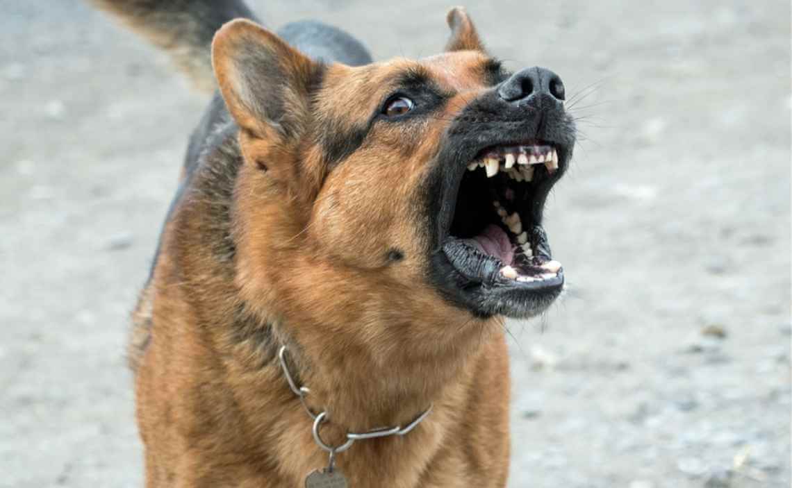 german shepherd dog barking
