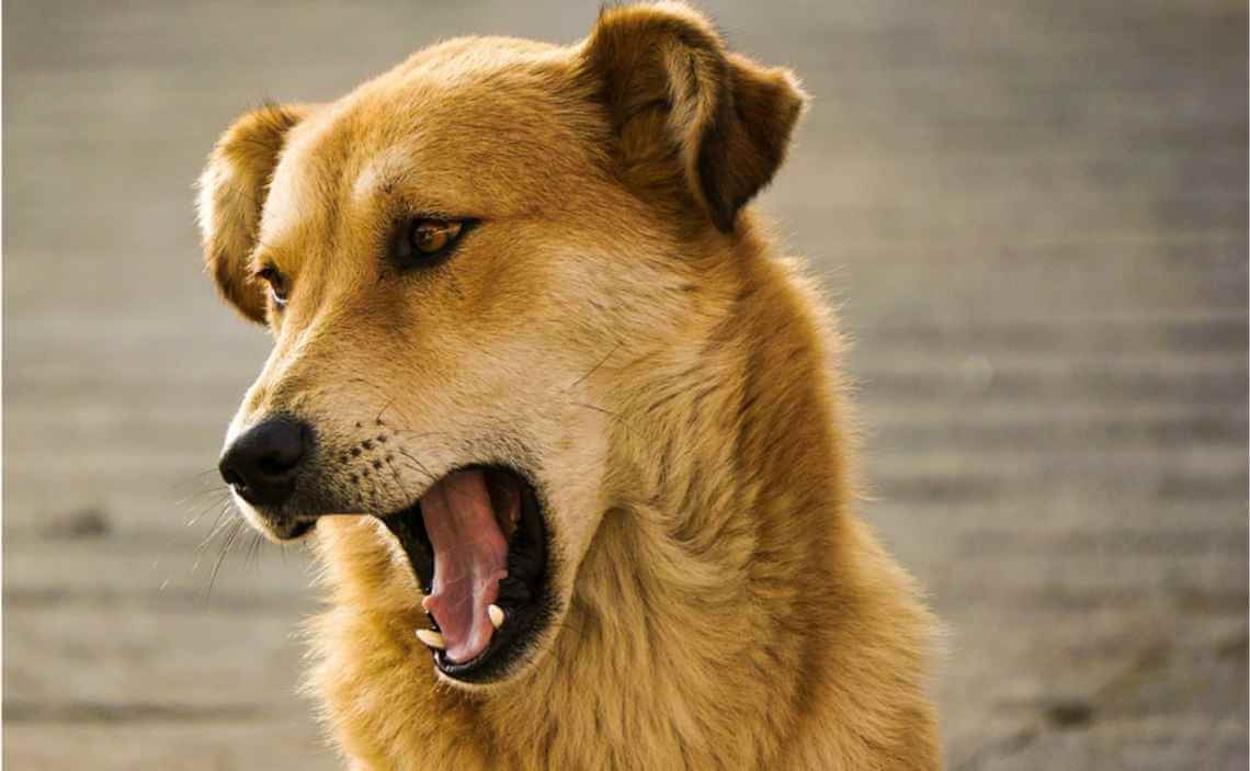 golden dog barking