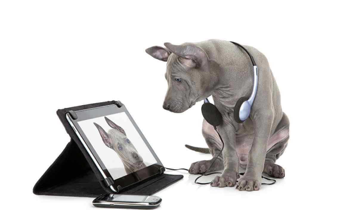 gray puppy headset tablet alexa skills