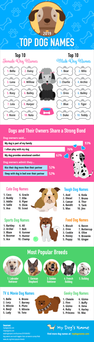 my dogs name infographic