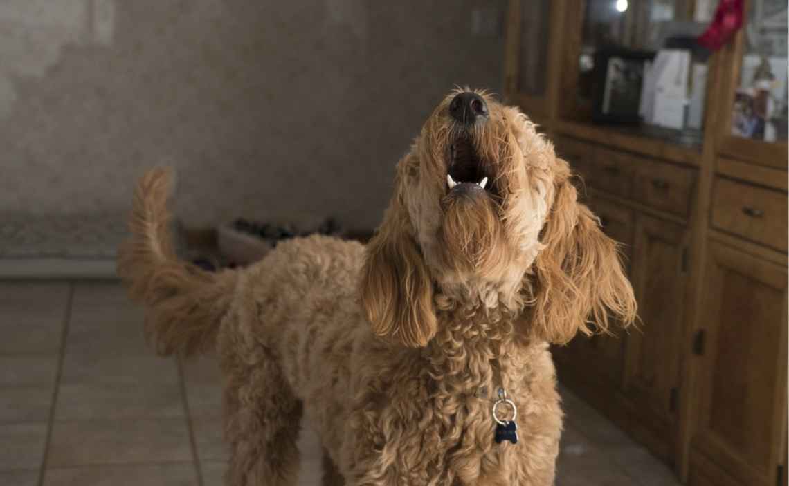 poodle dog barking