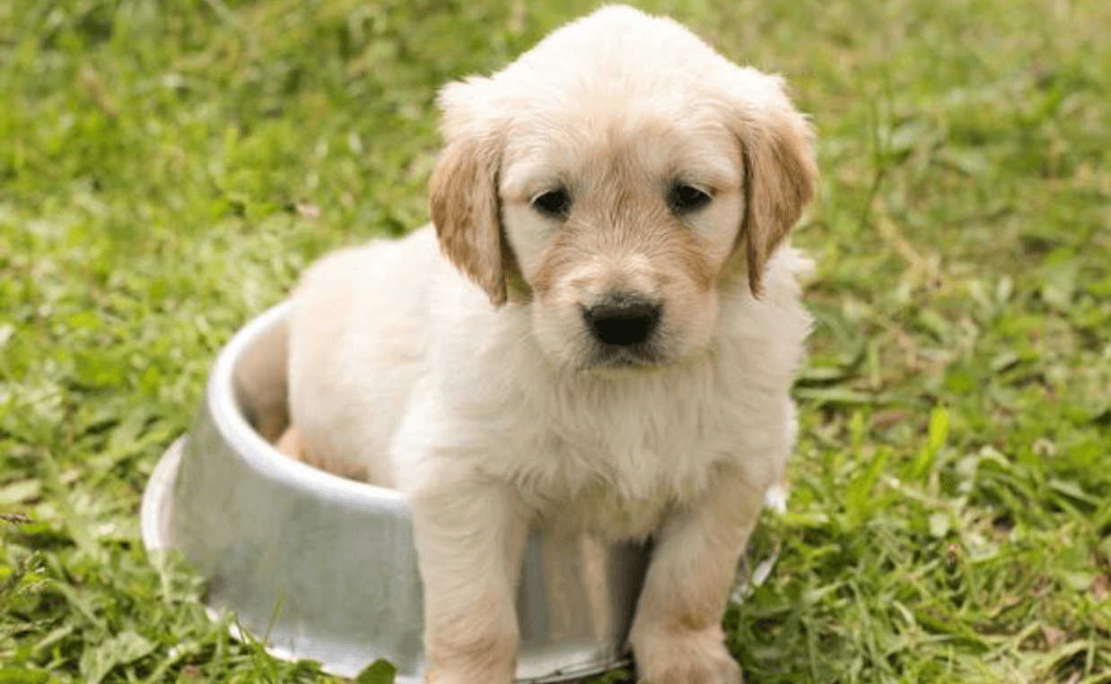 puppy sitting in food bowl