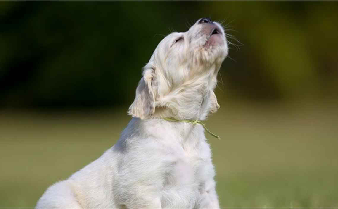 retreiver puppy dog barking