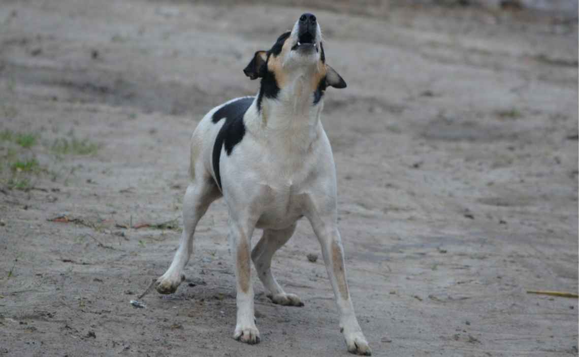 short haired mutt dog barking