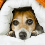 What Every Dog Owner Needs to Know About Canine Coronavirus