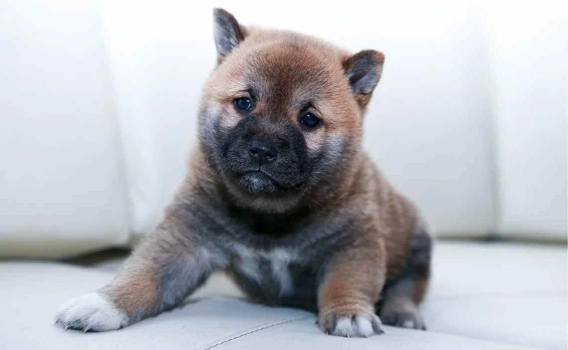 FLUFFY PUPPY CANINE CORONAVIRUS