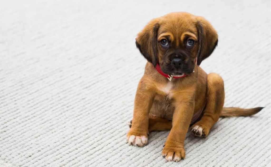 SMALL BROWN PUPPY ON CARPET CANINE CORONAVIRUS