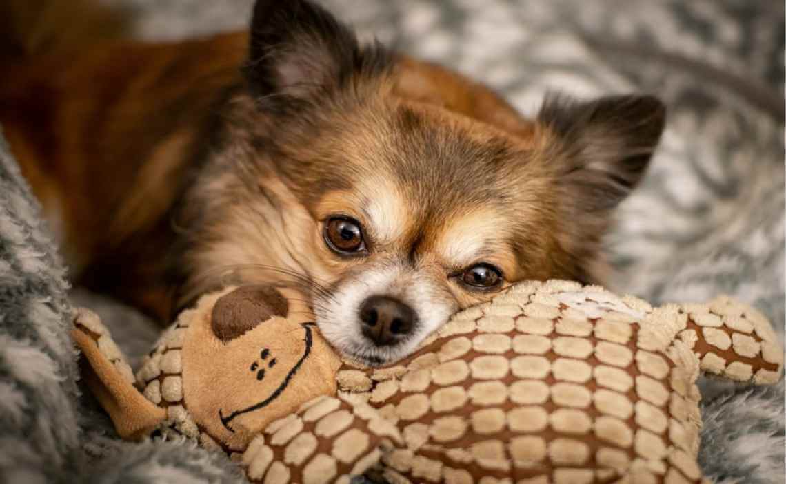 SMALL PUPPY WITH TOY CANINE CORONAVIRUS