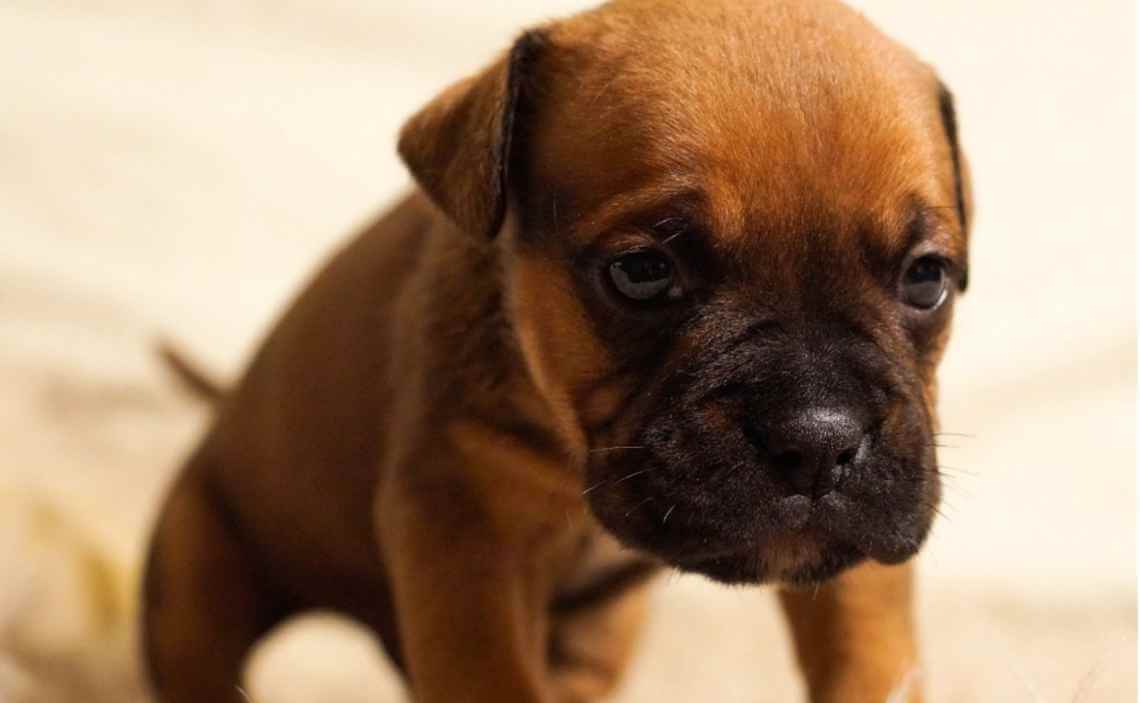 VERY YOUNG BOXER PUPPY CANINE CORONAVIRUS