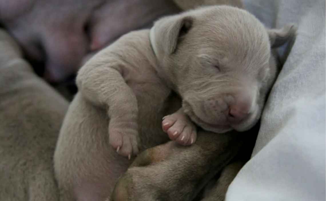 VERY YOUNG PUPPIES SLEEPING CANINE CORONAVIRUS