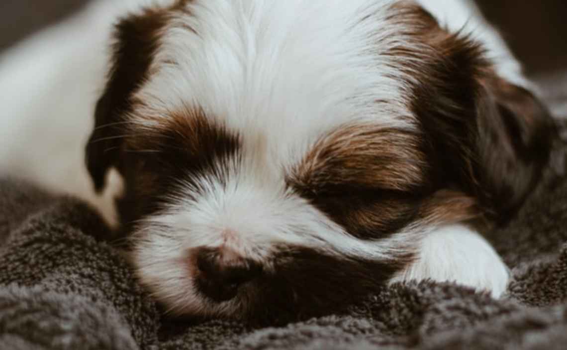 WHITE AND BROWN PUPPY SLEEPING CANINE CORONAVIRUS