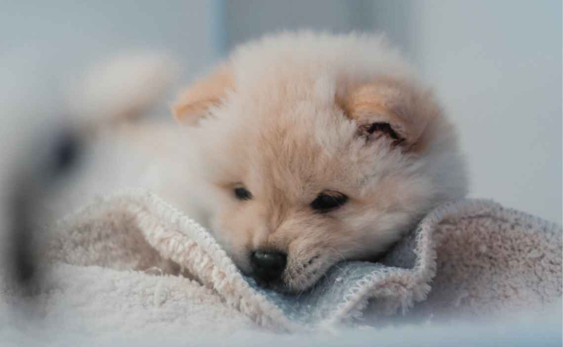 YOUNG PUPPY WITH BLANKET CANINE CORONAVIRUS