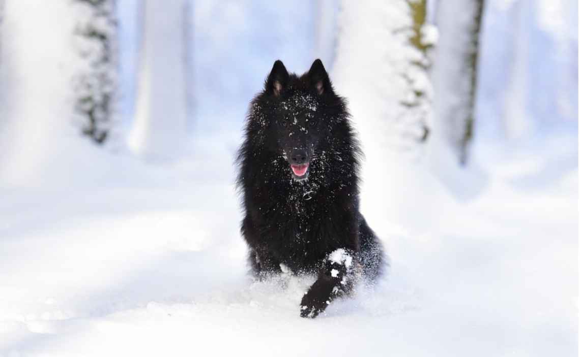 black fluffy dog in snow winter cold