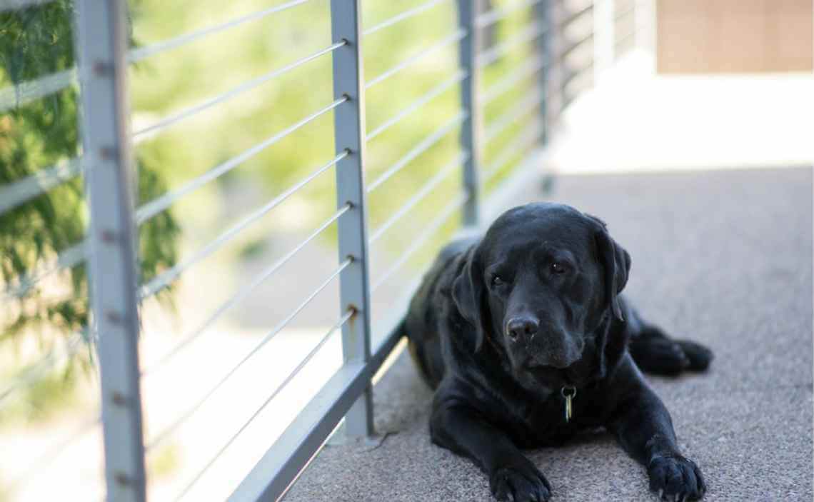 black lab dog home alone