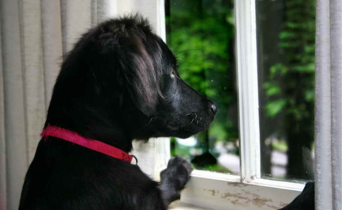 black puppy dog home alone