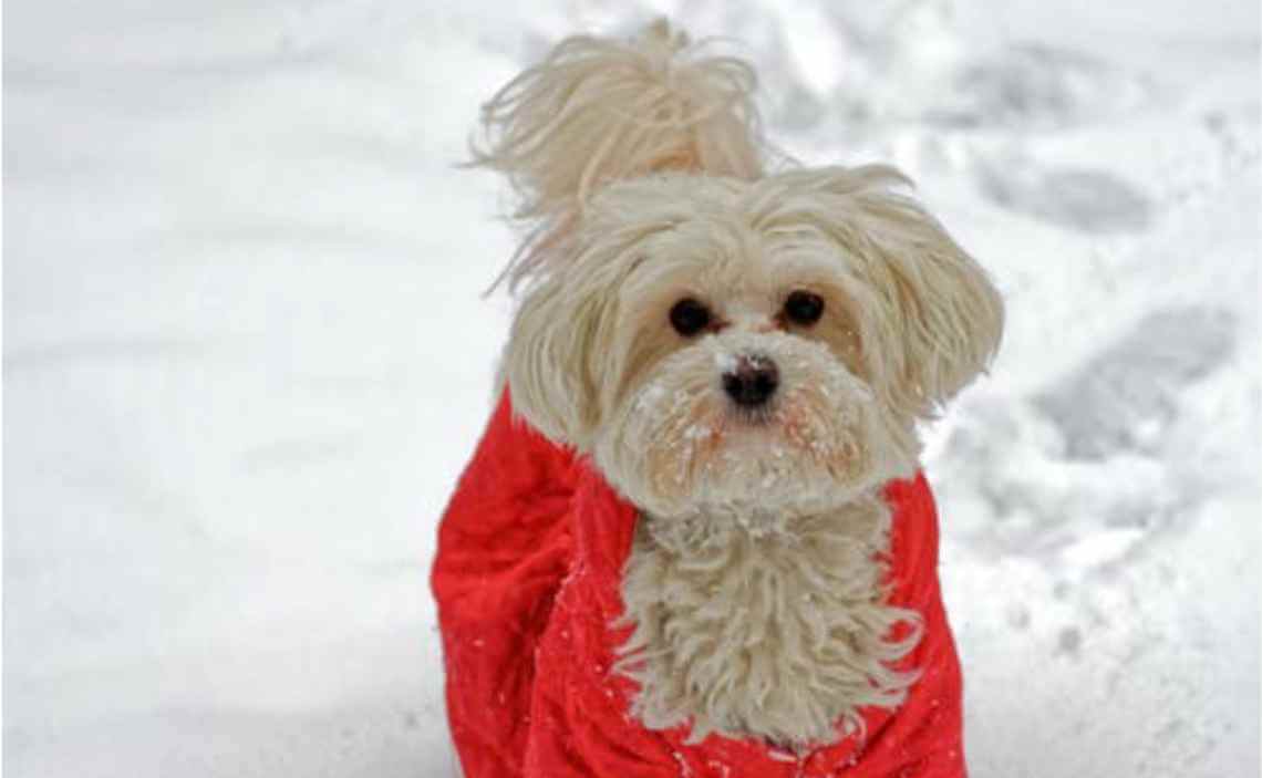 cockapoo in red sweater dog in snow