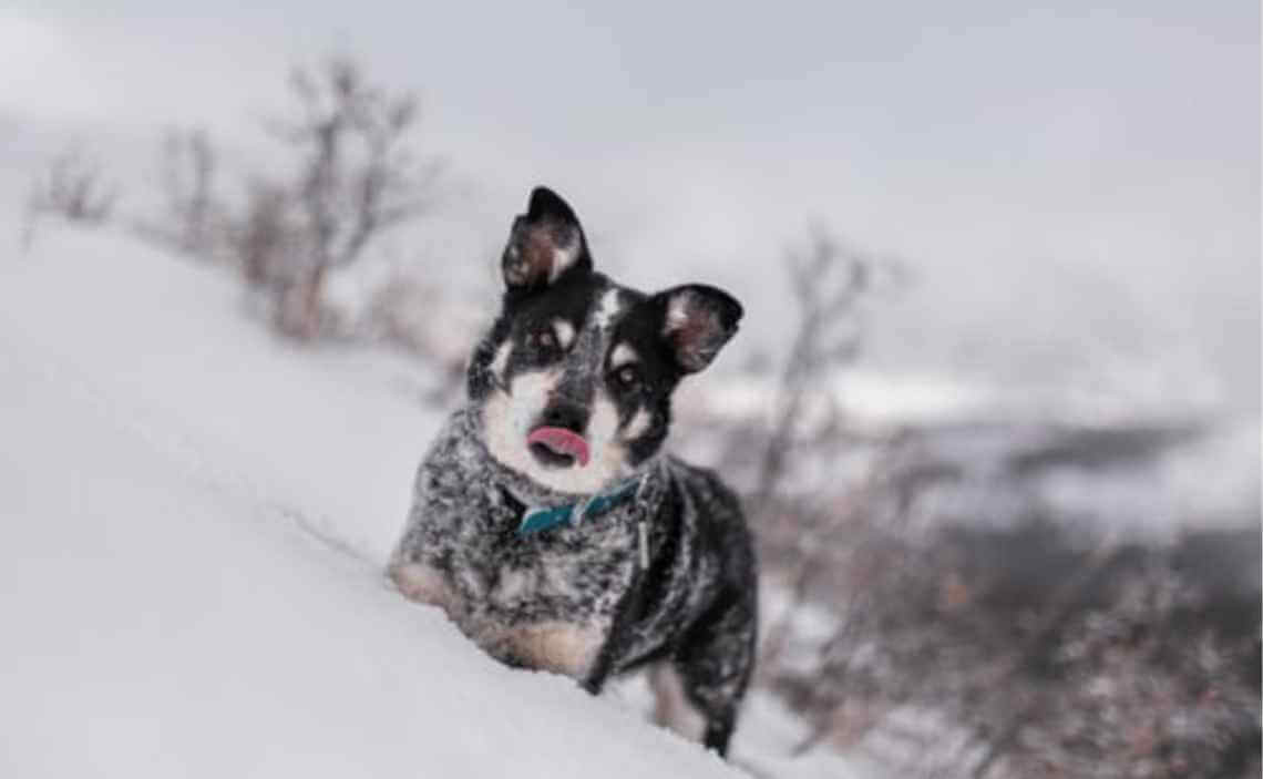corgi dog in snow winter cold