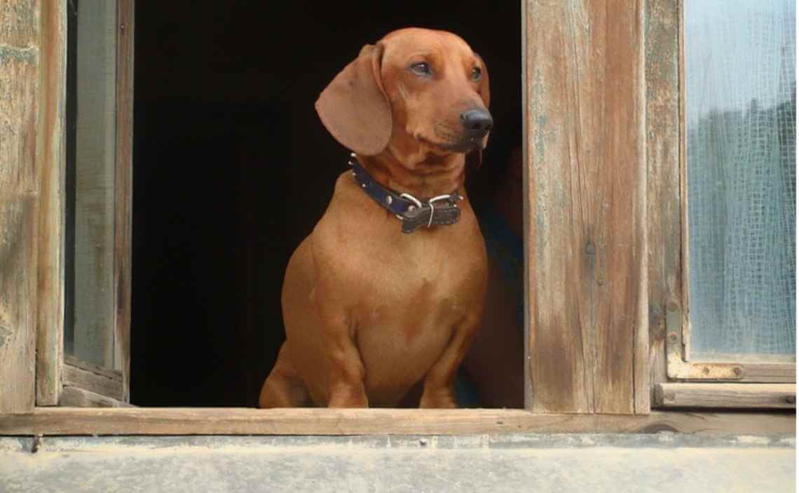 dachshund looking out window alone Canine Campus Dog Daycare & Boarding
