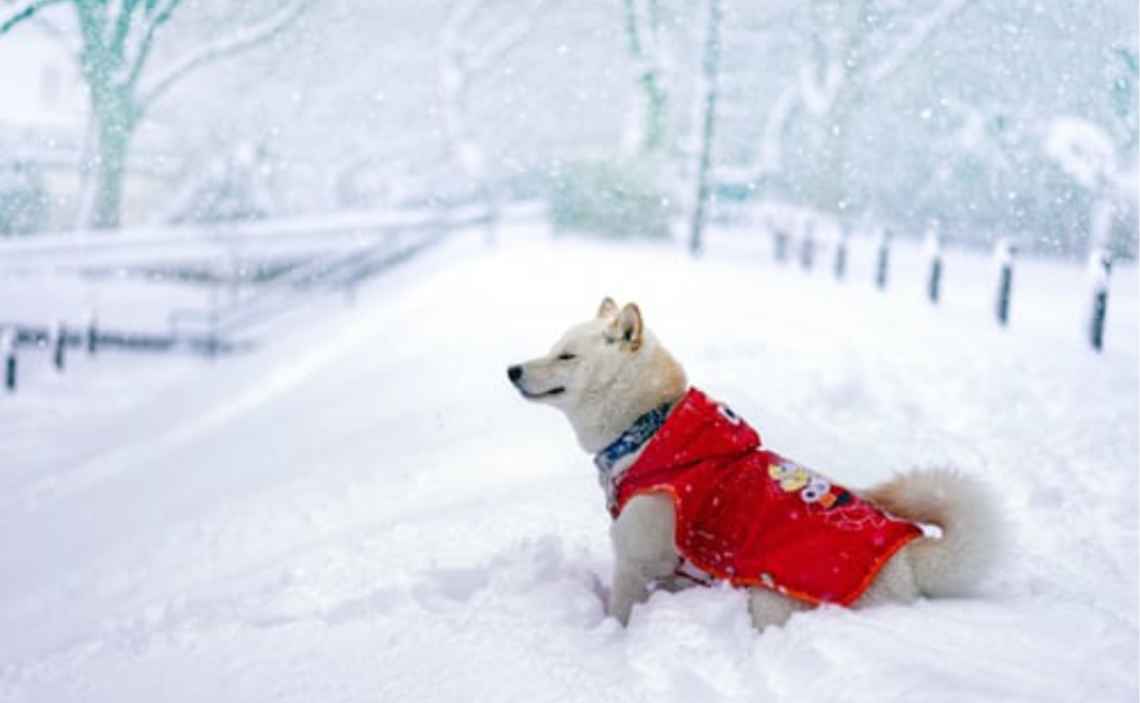 fluffy white dog in snow winter cold with red coat on