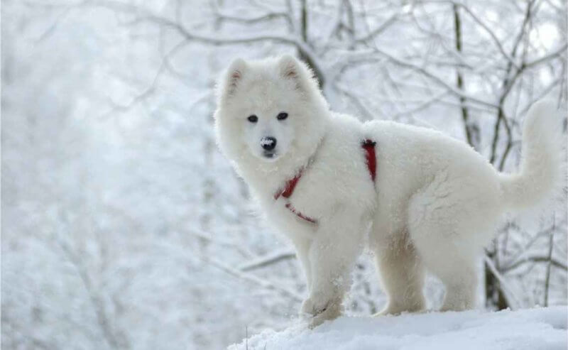 Husky Puppy In Snow Canine Campus Dog Daycare Boarding