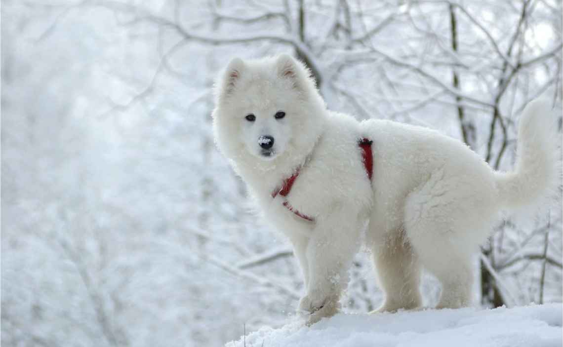 husky puppy in snow