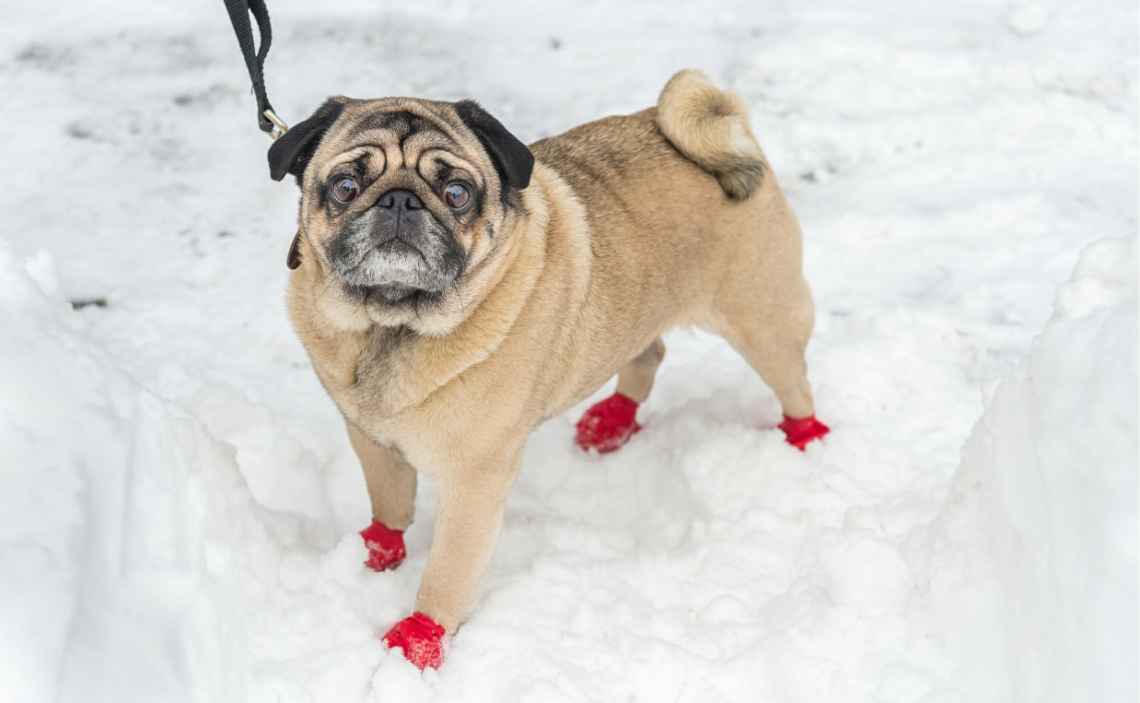 pug dog in snow with booties