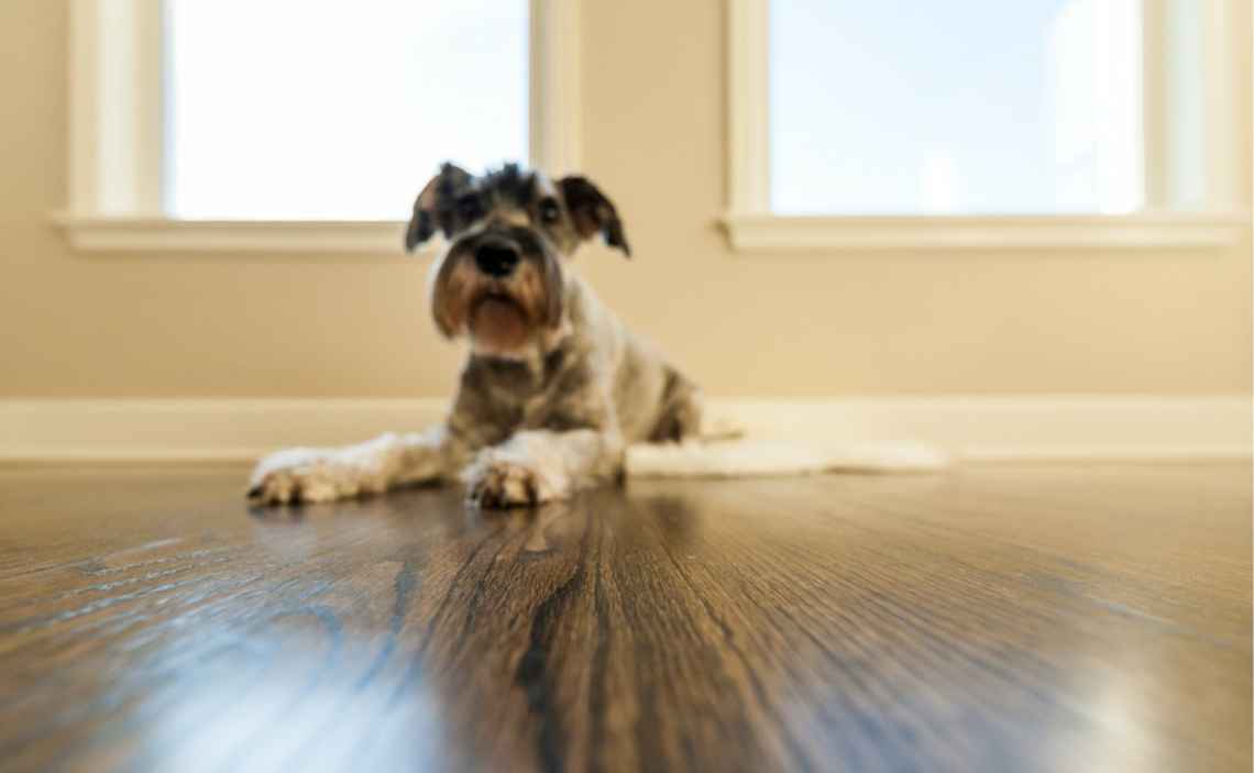 scottish terrier dog home alone