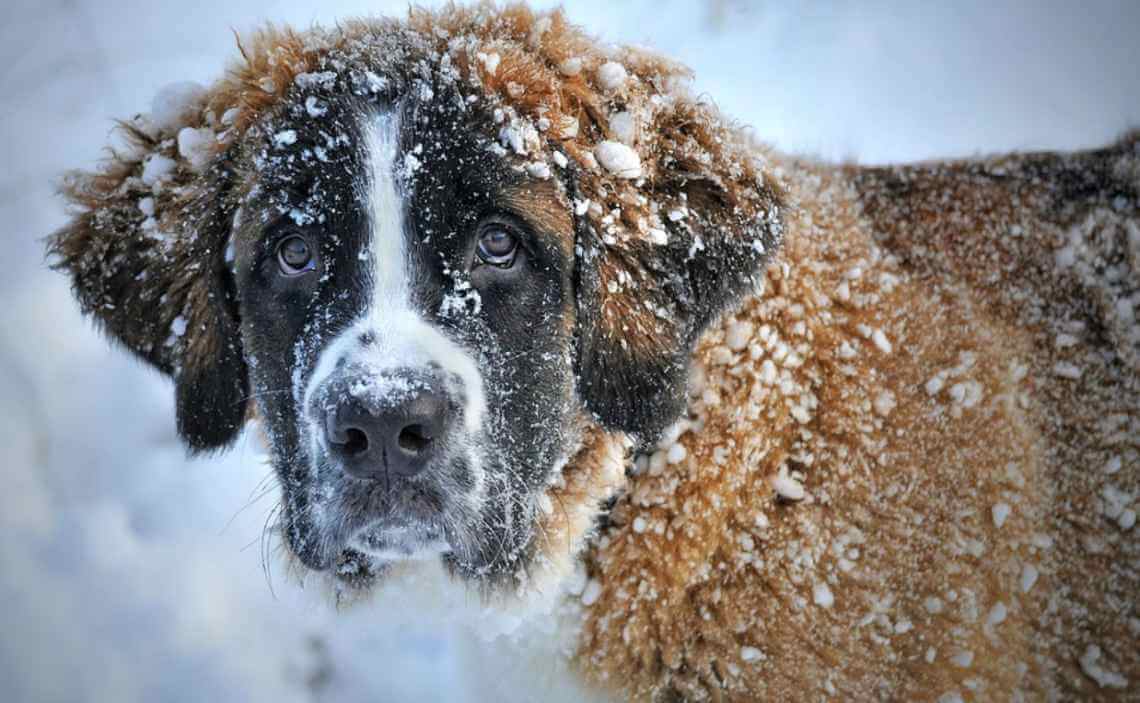 st bernard dog in snow winter cold
