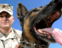 Honoring America’s Military Dogs