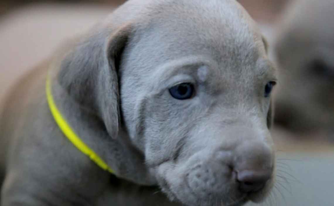 YOUNG GRAY PUPPY WITH YELLOW COLLAR CANINE CORONAVIRUS