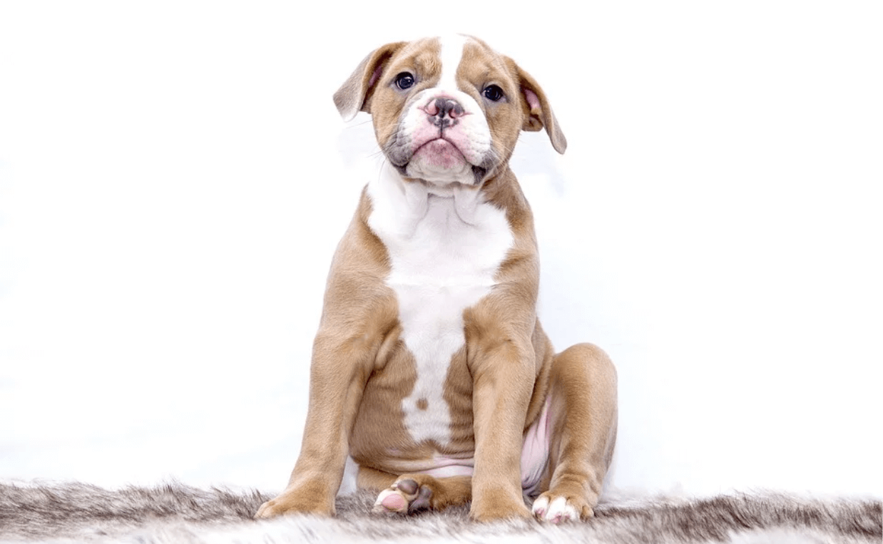 adorable pit bull puppy coronavirus