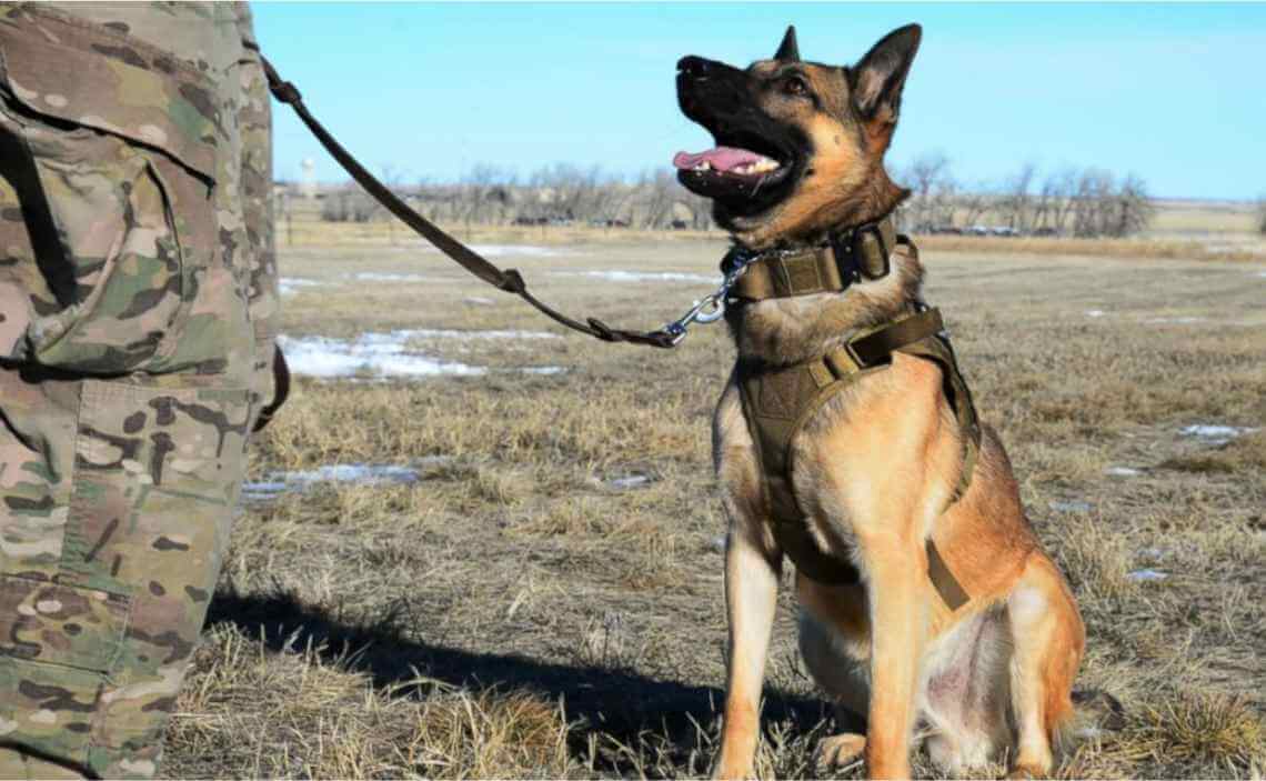 beautiful military dog looking up at handler