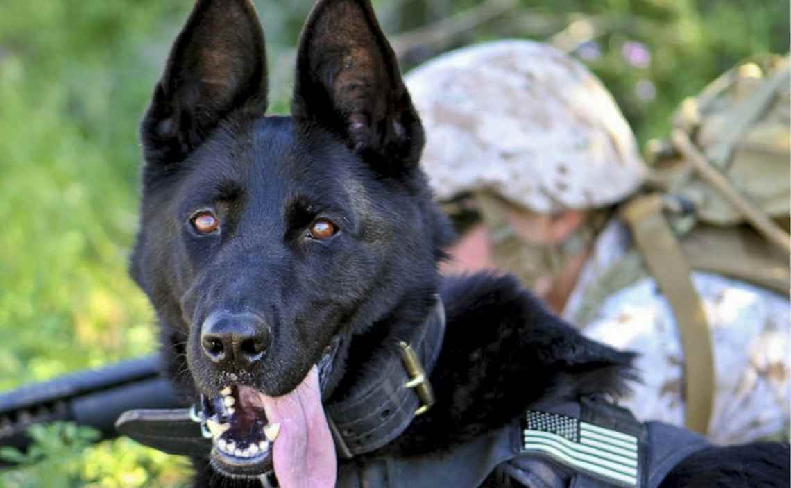 black german shepherd military dog