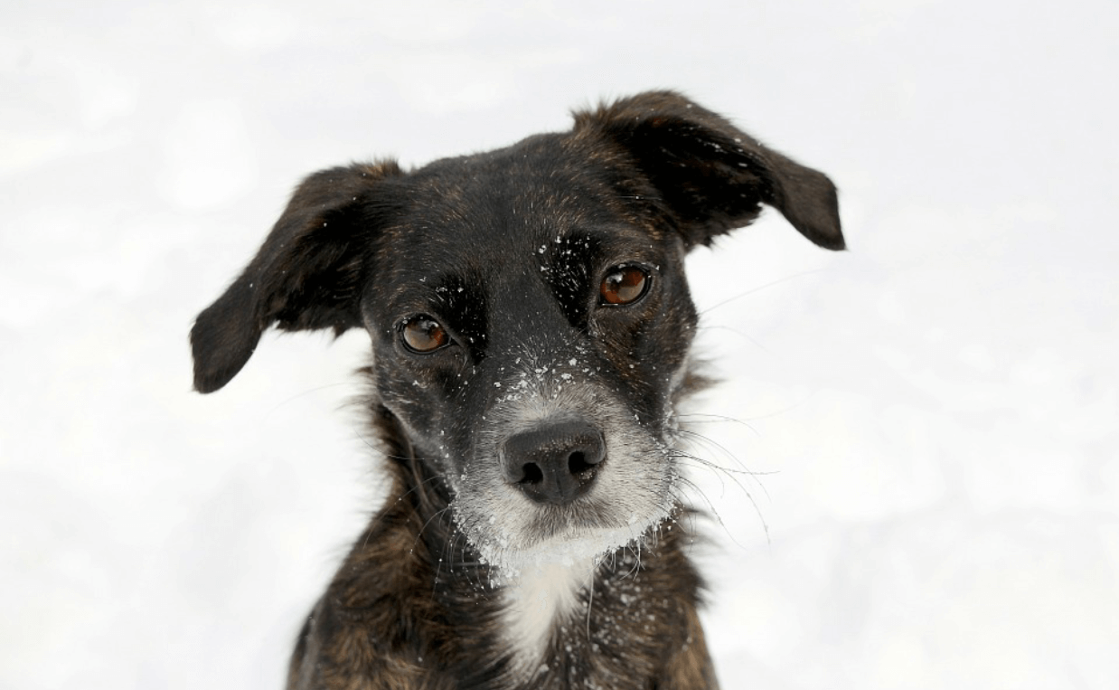 cute black and white terrier dog with snow on face and nose coronavirus