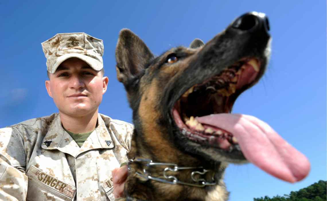 extra blog image - Honoring America’s Military Dogs