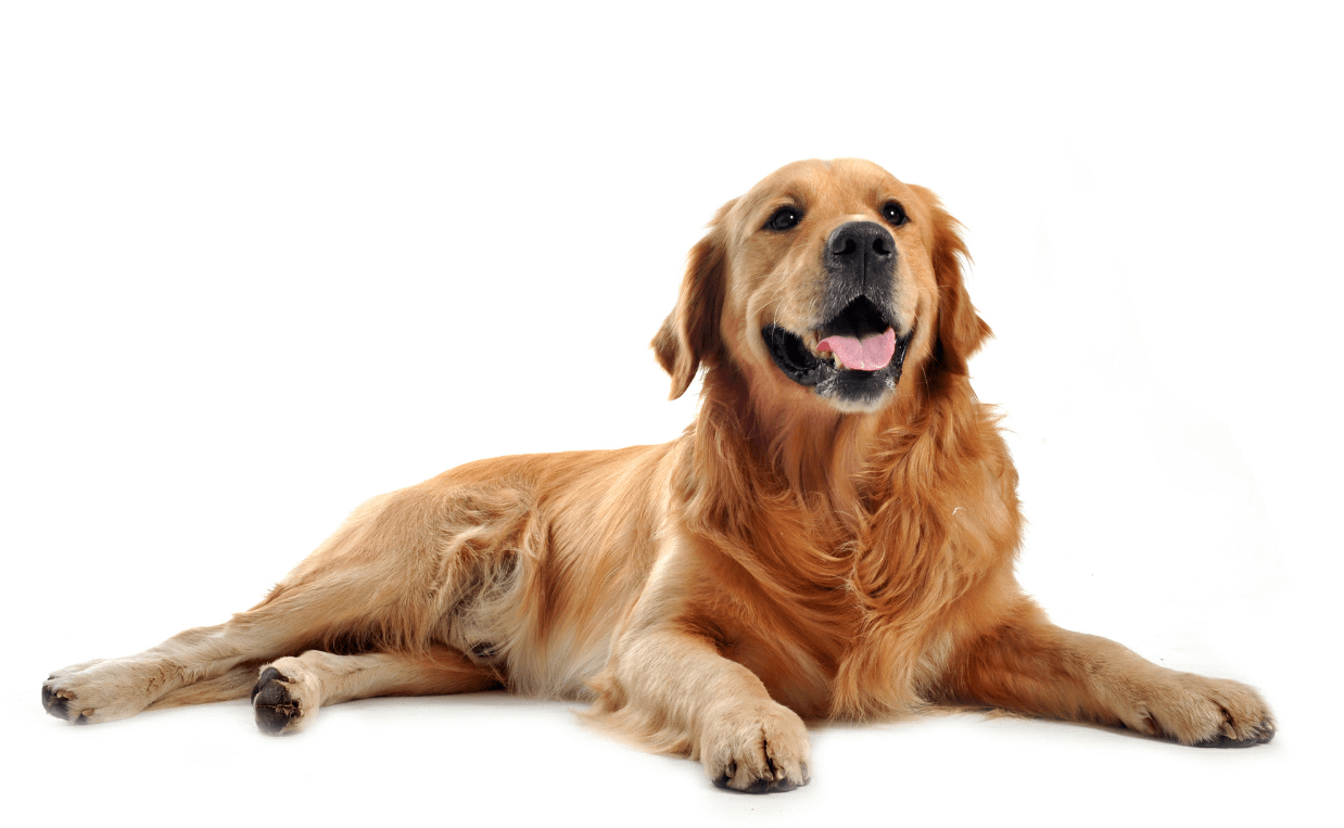 extra blog image - How to Keep Your Dog Safe From Coronavirus